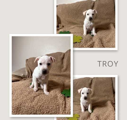 Photo of Troy