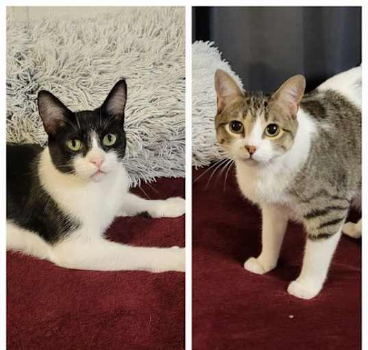 Photo of Prui AND Piper