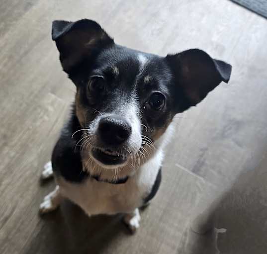Photo of Sage