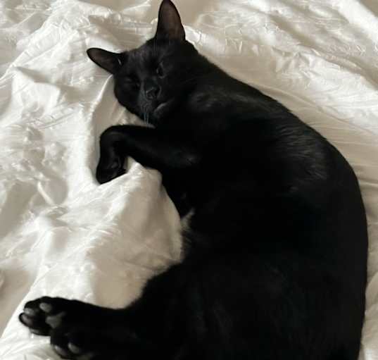 Photo of Midnight