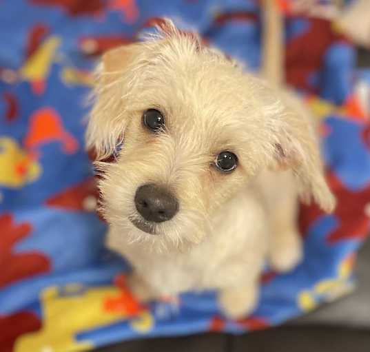 Photo of Snowflake Aka Winston