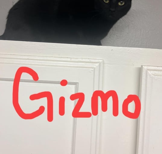 Photo of Gizmo and Buzz