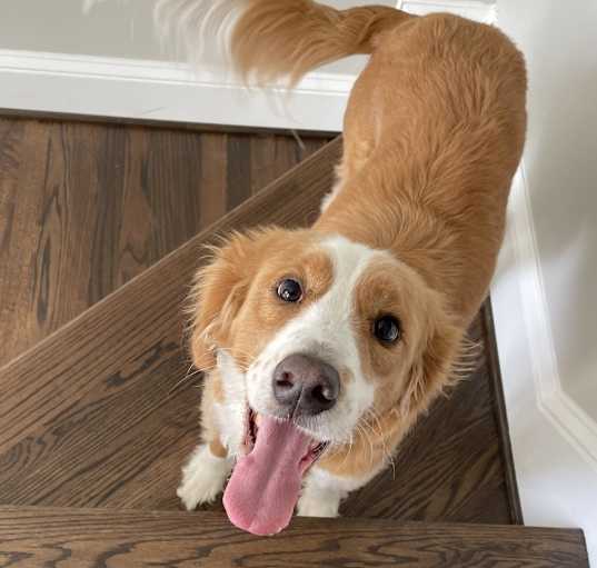 Photo of Bailey