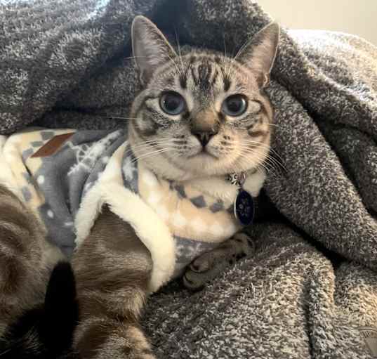 Photo of Felix