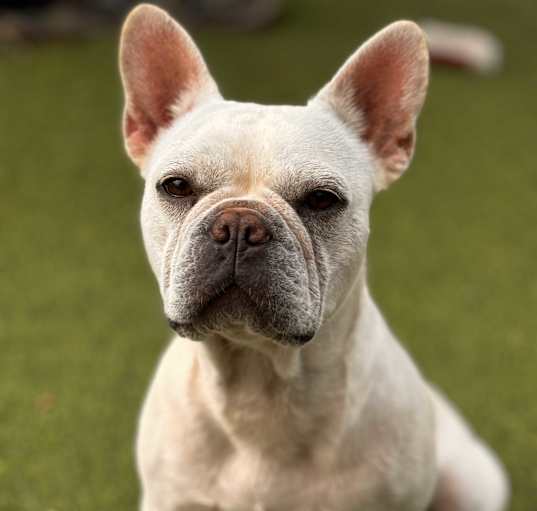 Photo of Lulu