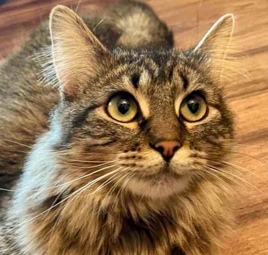 Photo of Sparrow