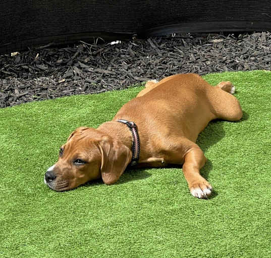 Photo of Annie