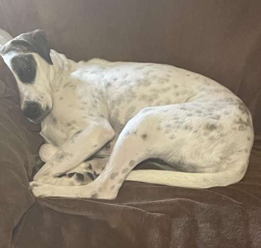 Photo of Bella