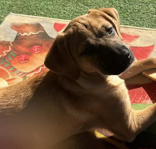 Photo of Pumpkin