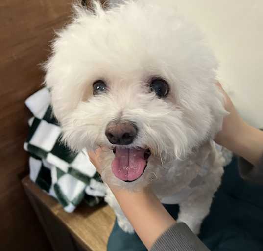 Photo of Komi (HDS)
