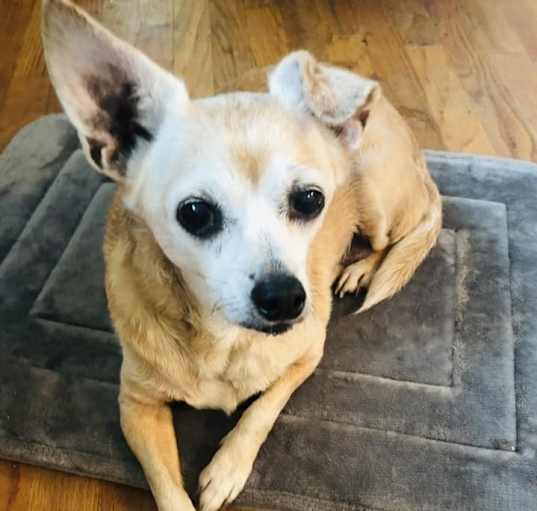 Photo of Lola