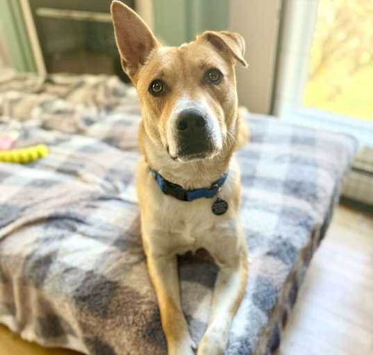 Photo of Stan (AVAILABLE 3/24)