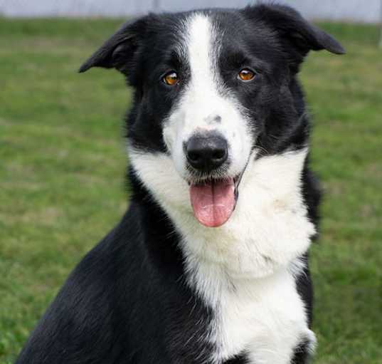 Photo of Sage