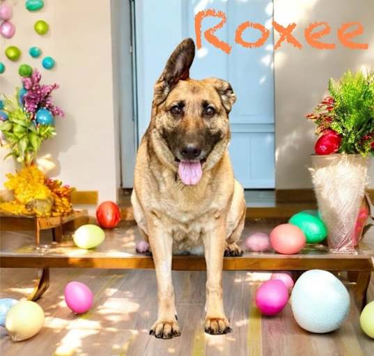 Photo of Roxee