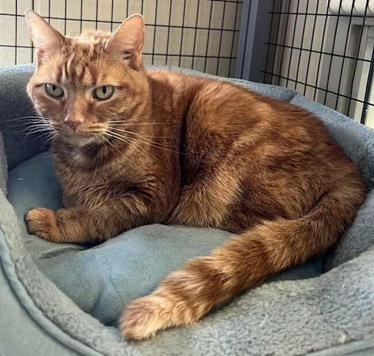 Photo of Taz