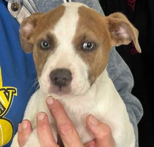 Photo of Bronson