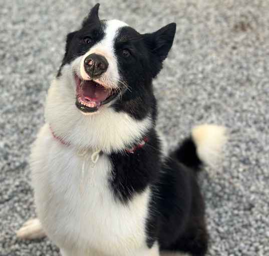Photo of Oreo