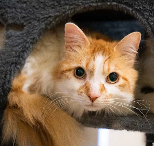 Photo of Apollo  *Bonded with Frey