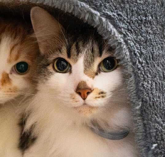 Photo of Frey  **Bonded with Apollo