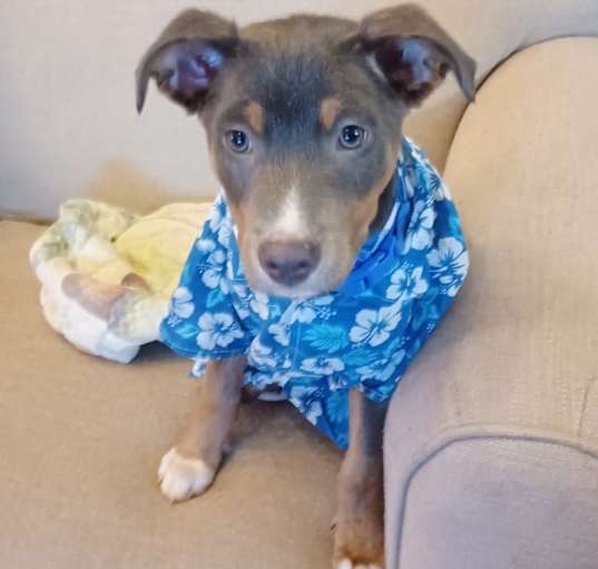 Photo of Smokey