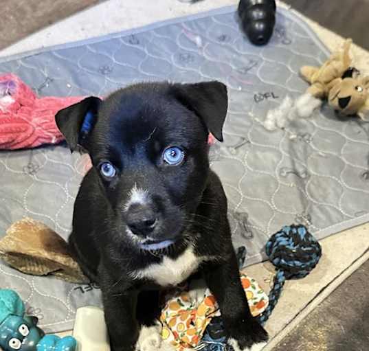 Photo of Baby Leo