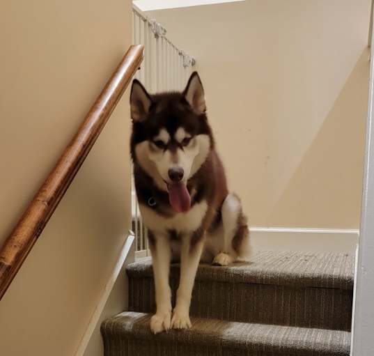 Photo of Koga