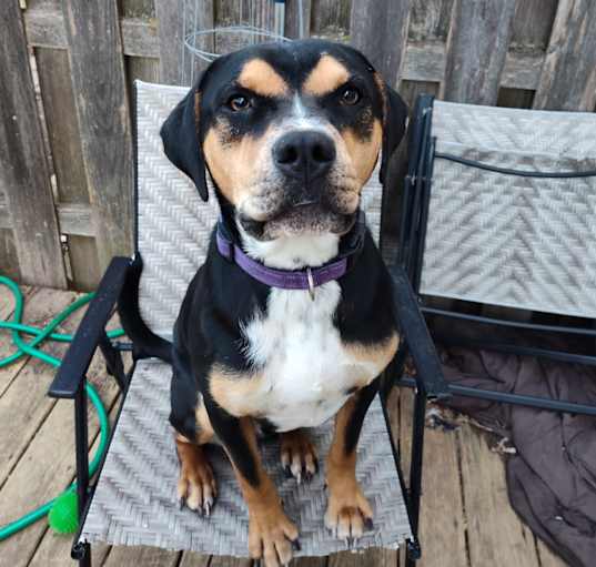 Photo of Pongo