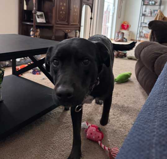 Photo of Bailey