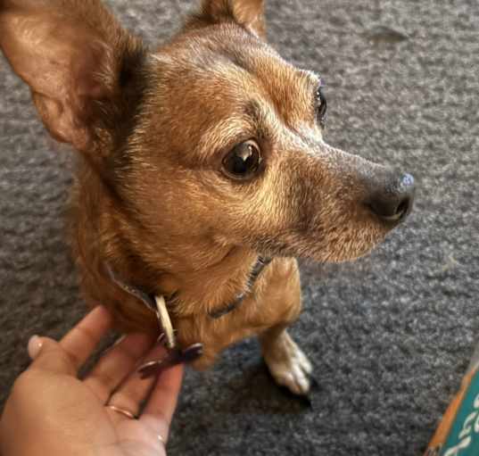 Photo of Oliver