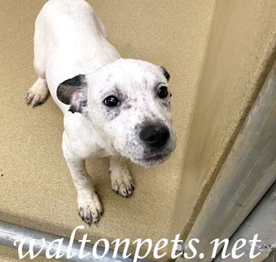 Photo of Wilder #18407