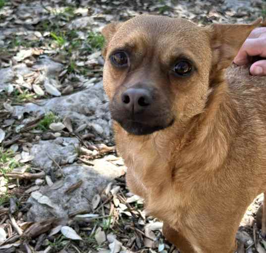 Photo of Sweet Boy