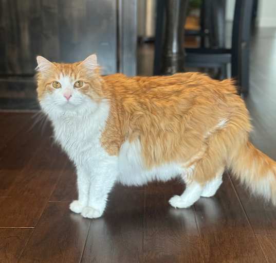 Photo of Ollie