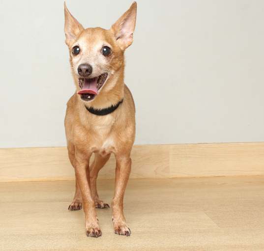 Photo of Goldy D64353