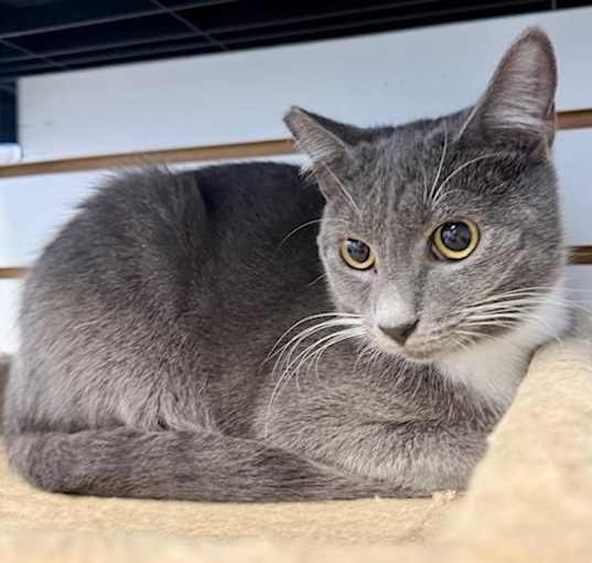 Photo of Amaretto