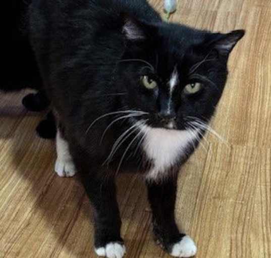Photo of Inky