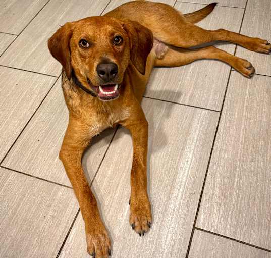Photo of Cooper