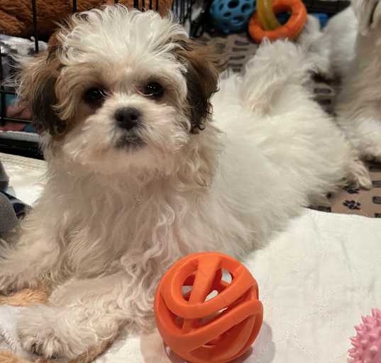 Photo of Darling