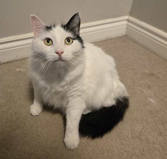 Photo of Oreo