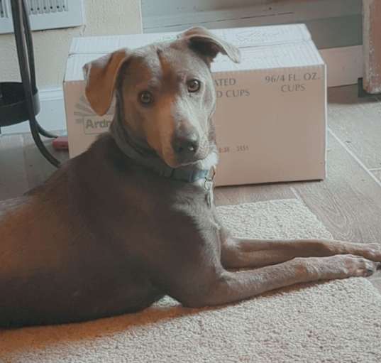Photo of Nala