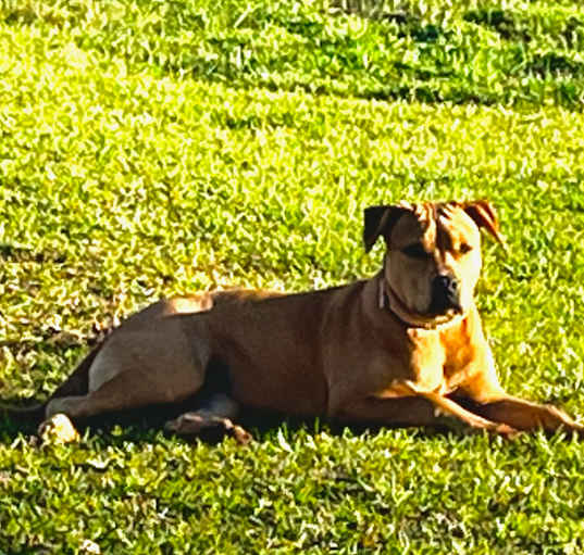 Photo of Harley