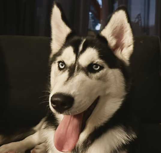 Photo of Loki