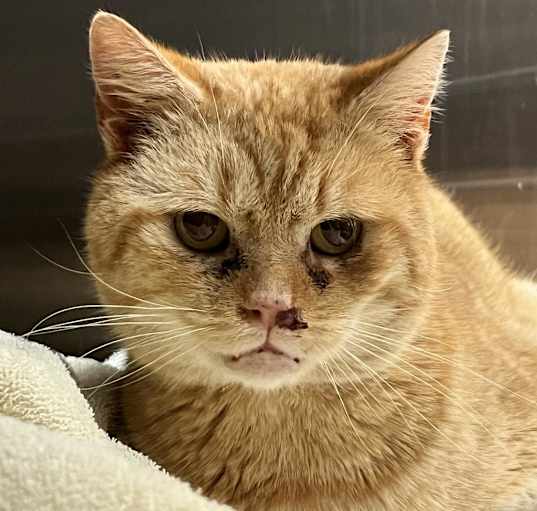 Photo of Petey