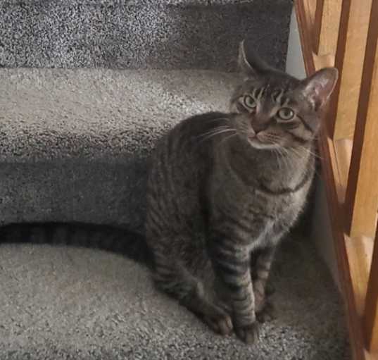 Photo of Milo