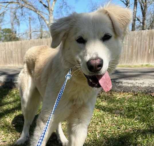 Photo of Bella the Golden Retreiver Mix