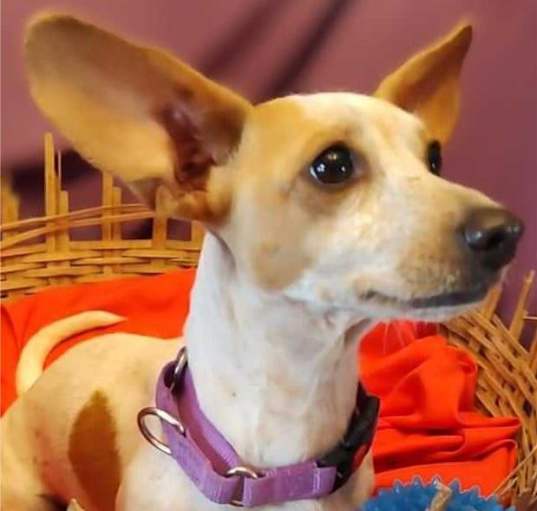 Photo of Daphne
