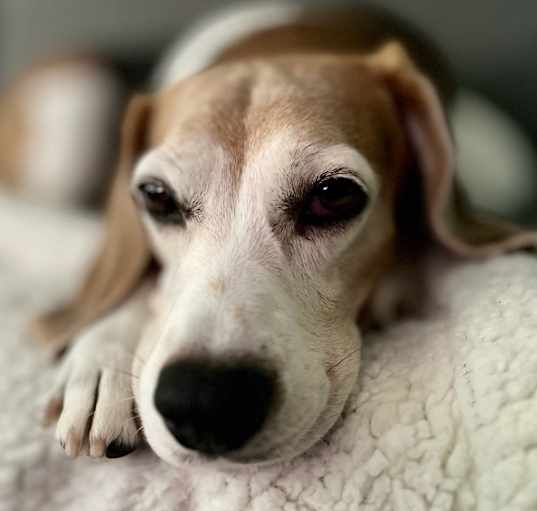 Photo of Bennett