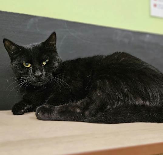 Photo of Shadow