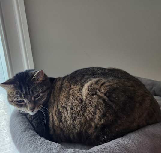 Photo of lulu