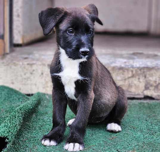 Photo of Buttercup the Wiry-haired pup