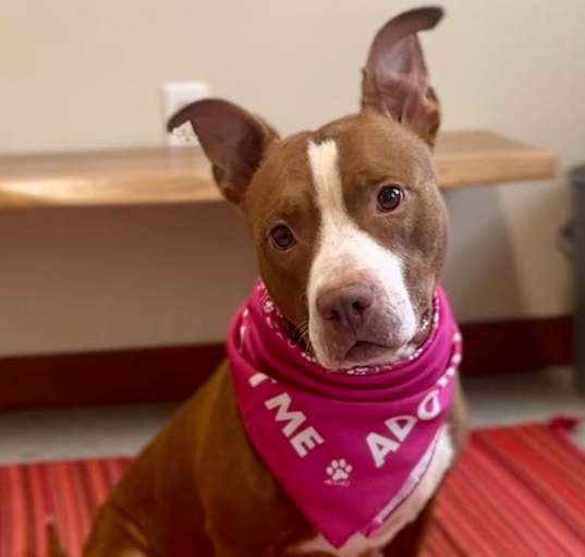 Photo of ZOE - $0 Adoption Fee!